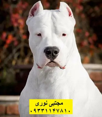 عکس سگ روتوایلر سفید