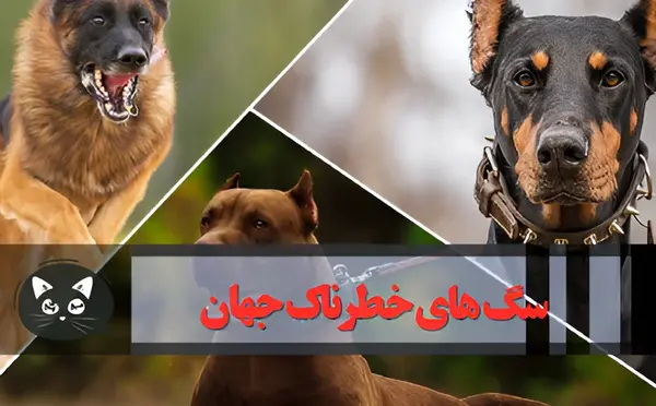 عکس سگ رونالدو وحشی
