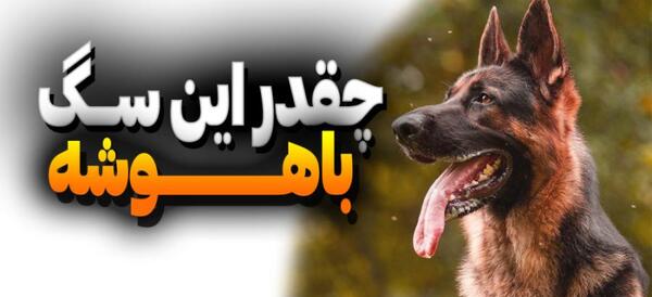 عکس سگ رکسی