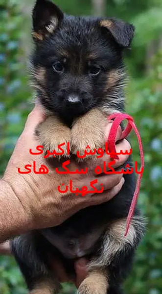عکس سگ رکسی