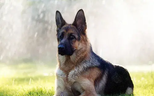 عکس سگ رکسی