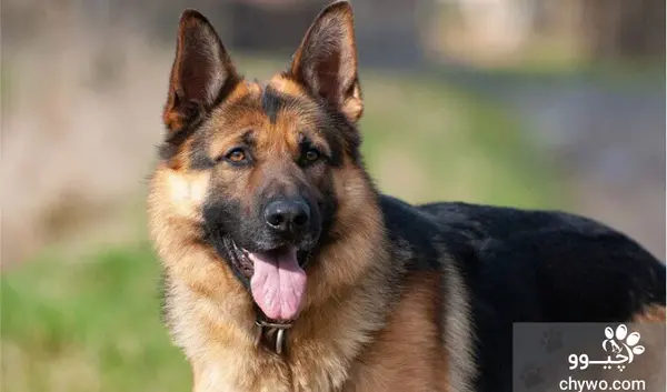عکس سگ رکس سیاه