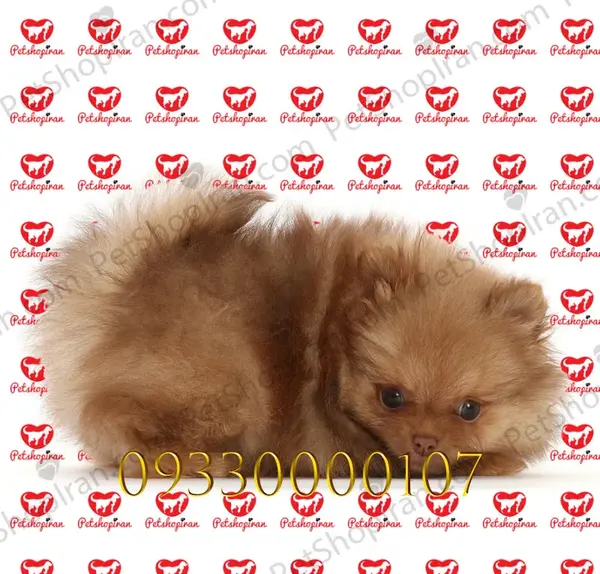 عکس سگ روباهی قهوه ای