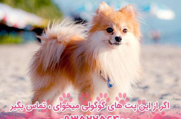 عکس سگ روباهی قهوه ای
