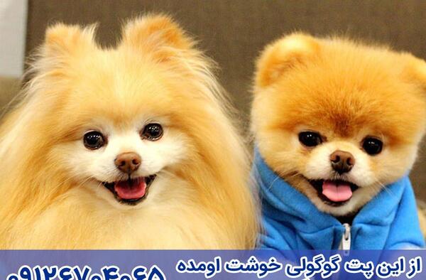عکس سگ روباهی بزرگ