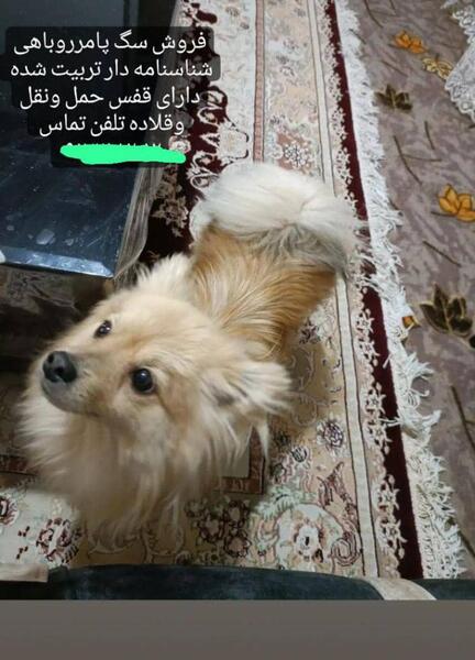 عکس سگ روباهی بزرگ