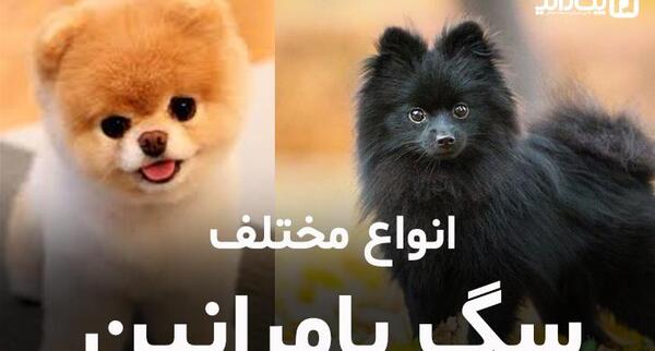 عکس سگ روباهی کوچولو