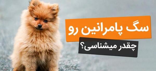 عکس سگ روباهی خرسی