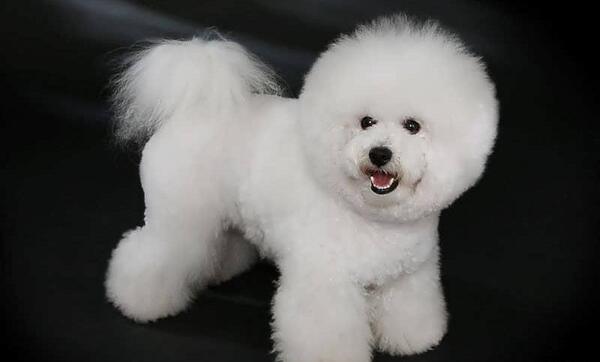 عکس سگ زیبا و ملوس