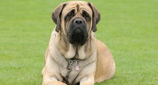 عکس سگ زیبا بزرگ
