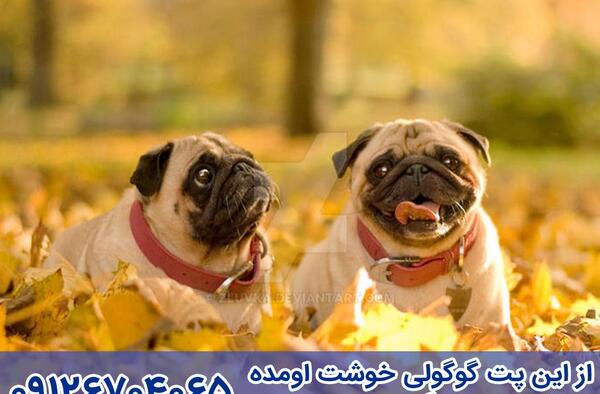 عکس سگ زرد پشمالو