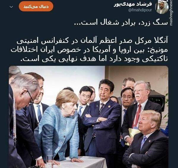 عکس سگ زرد برادر شغال