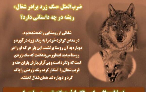 عکس سگ زرد برادر شغال