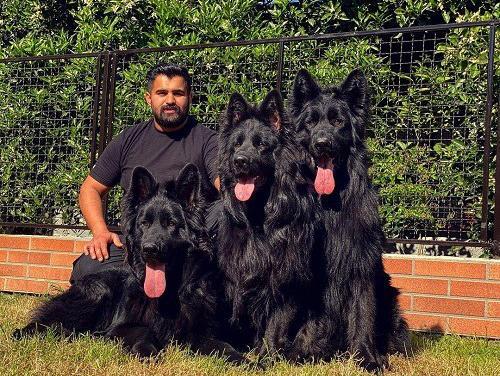 عکس سگ ژرمن شولاین اصیل