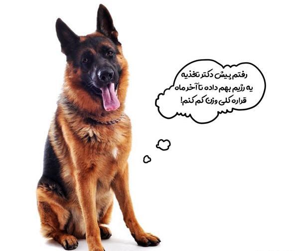 عکس سگ ژرمن شولاین اصیل