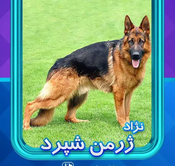 عکس سگ ژرمن شولاین اصیل