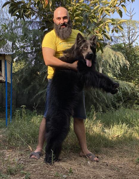 عکس سگ ژرمن شولاین بلک