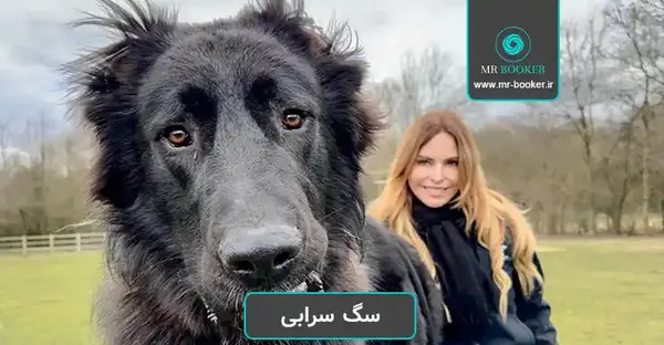 عکس سگ سیاه سرابی