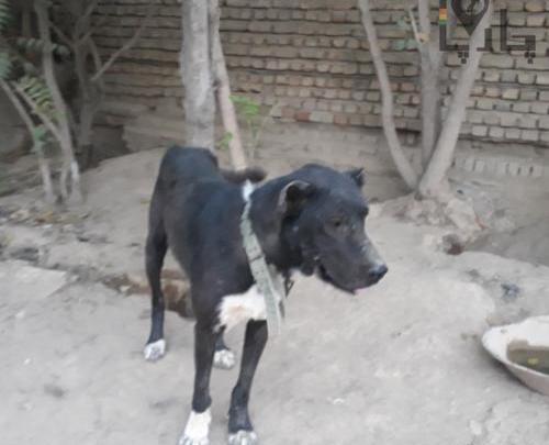 عکس سگ سیاه سرابی
