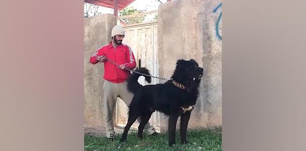 عکس سگ سیاه سرابی