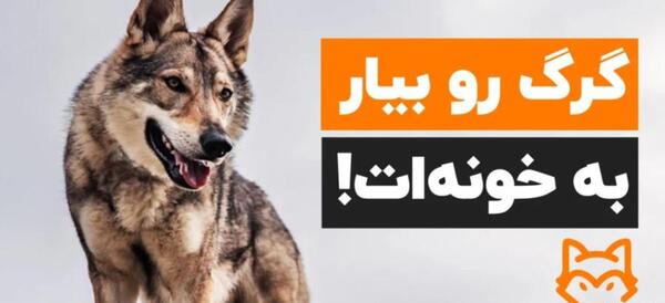 عکس سگ سفید گرگی