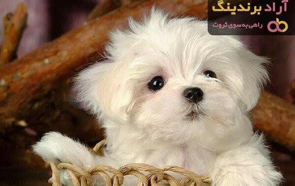 عکس سگ سفید پشمالو خوشگل
