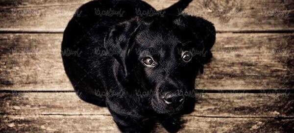 عکس سگ سیاه و سفید پشمالو
