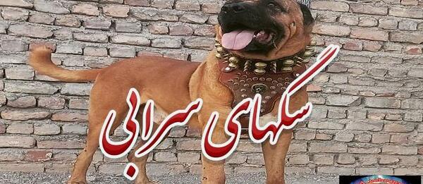 عکس سگ سیاه و سفید وحشی