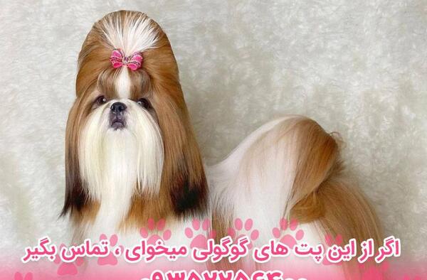 عکس سگ شیتزو کراس بالغ