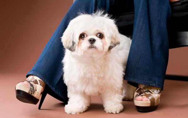 عکس سگ شیتزو کراس بالغ