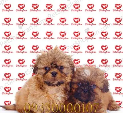 عکس سگ شیتزو کراس قهوه ای