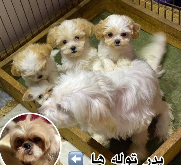 عکس سگ شیتزو کراس قهوه ای