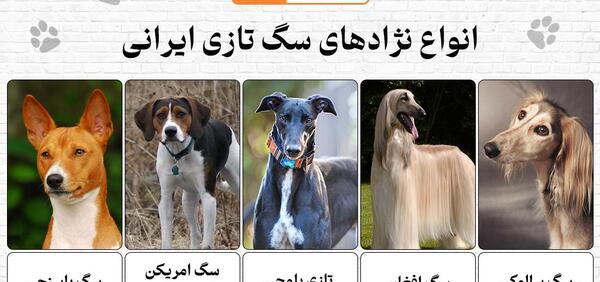 عکس سگ شکاری تازی
