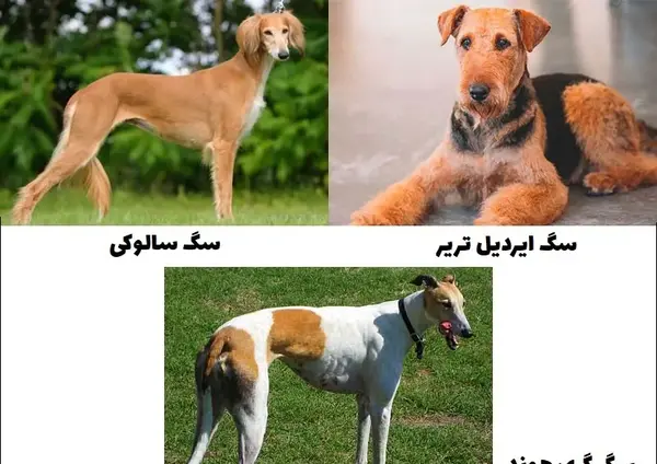 عکس سگ شکاری تازی
