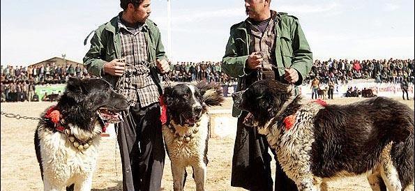 عکس سگ شکاری اصیل