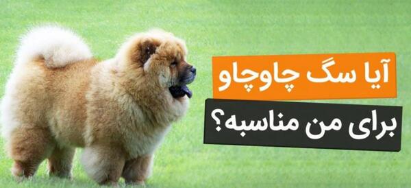 عکس سگ کله شیری
