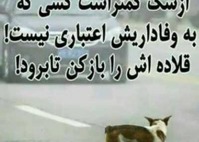 عکس نوشته سگ صفت