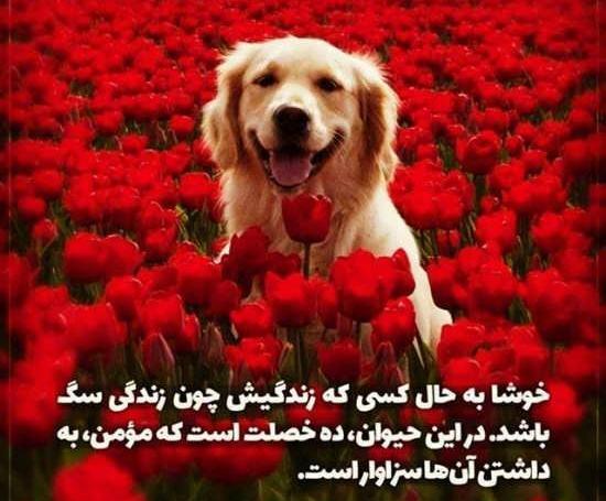 عکس نوشته سگ صفتان