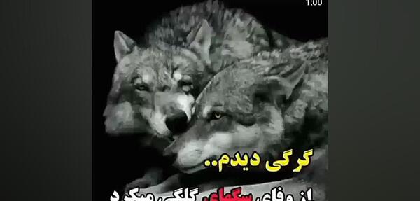 عکس نوشته سگ صفتان