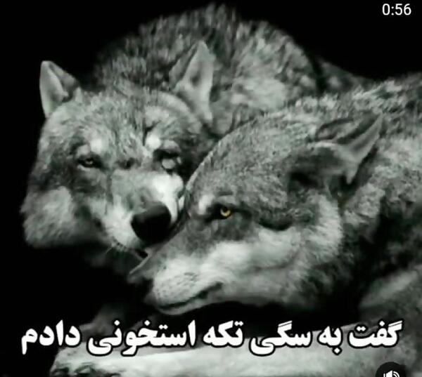 عکس نوشته سگ صفتان