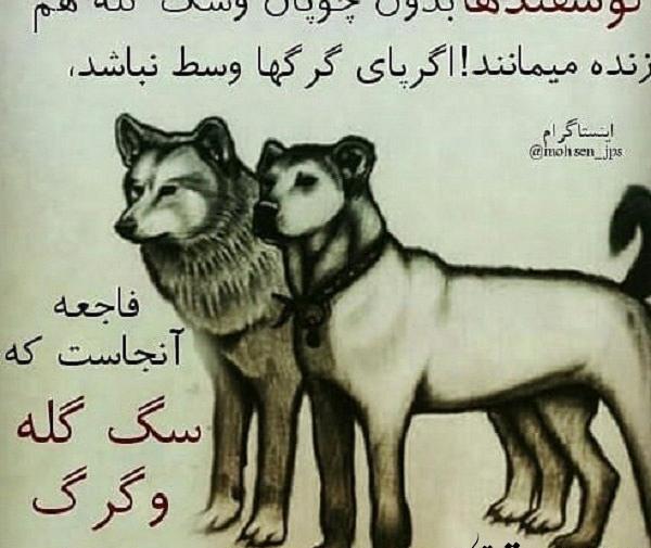 عکس نوشته سگ صفتان