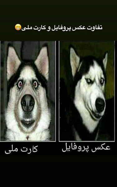 عکس پروفایل سگ صفت