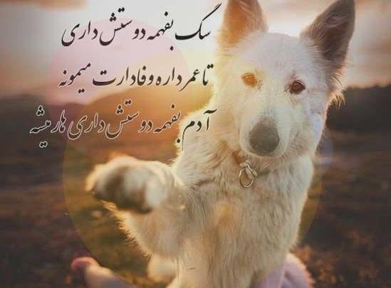 عکس پروفایل سگ صفت