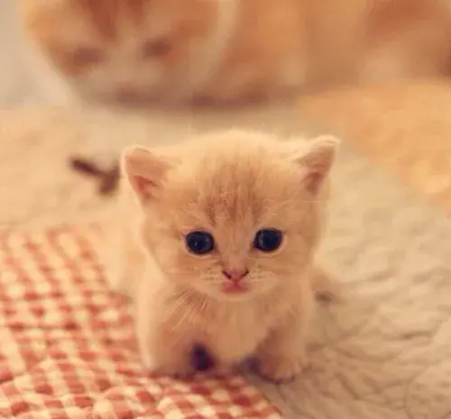 عکس سگ کیوت صورتی