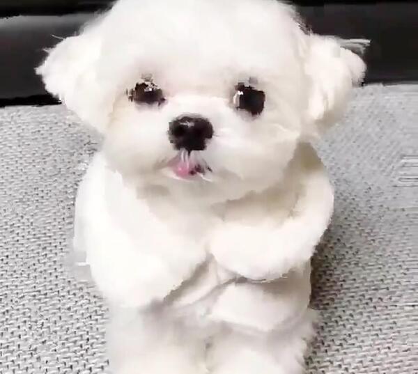 عکس سگ کیوت صورتی