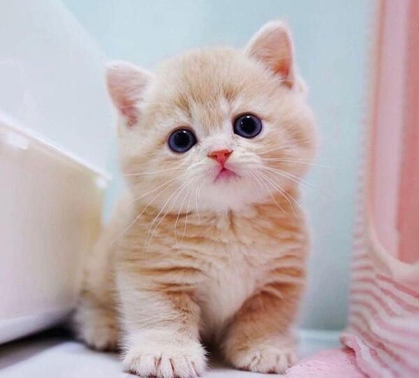 عکس سگ کیوت صورتی