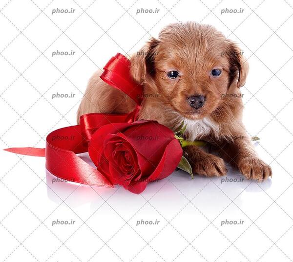 عکس سگ کیوت صورتی