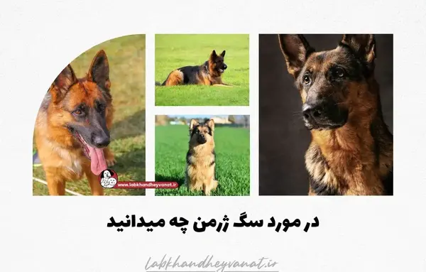 عکس سگ ژرمن طبیعی