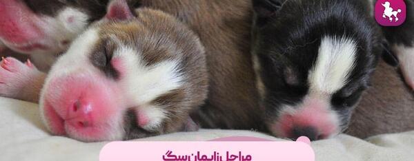 عکس زایمان طبیعی سگ