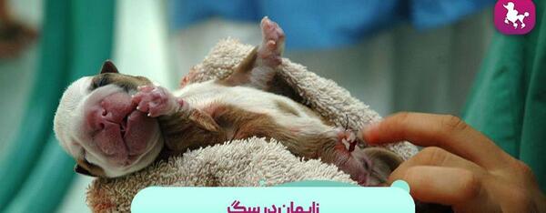 عکس زایمان طبیعی سگ